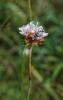 Hadrodemus m-flavum